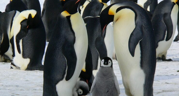 Antarctica’s Emperor Penguins could be Extinct by 2100 – and other Species may follow if we don’t act