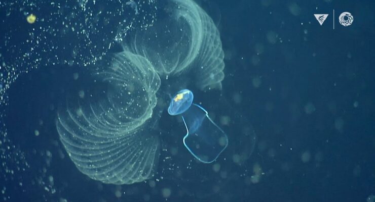 “Plasticosis:”  Seabirds that swallow Plastic Waste have Diseased, Scarred Stomachs