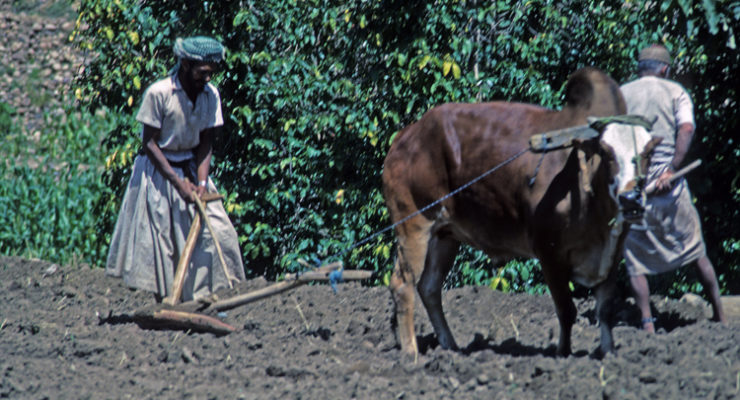 Food Sovereignty vs. Food Aid: Why Small-Scale Farming Suffers