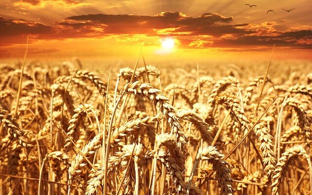 This Year’s El Niño, a Preview of Global Heating to Come, Will Affect Wheat and Global Food Supply