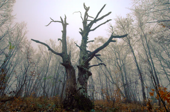 Climate Emergency feedback Loop: Trees are growing faster, dying younger – and will soon store less carbon