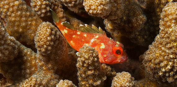 Coral reef scientists raise alarm as climate change decimates ocean ecosystems vital to fish and humans