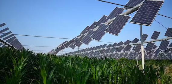 How shading crops with Solar Panels can improve Farming, lower Food Costs and reduce Emissions